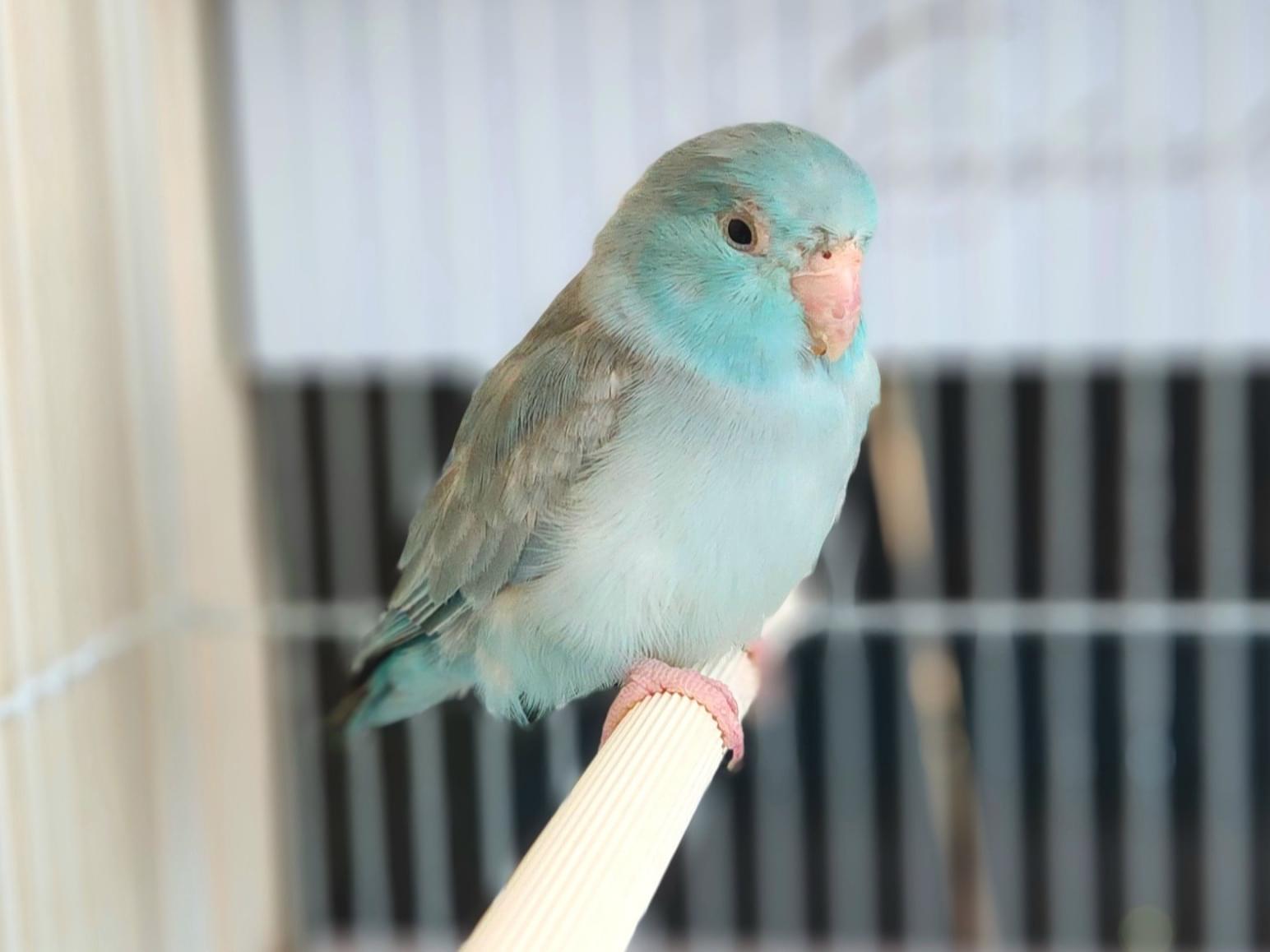 保護された鳥 保護された鳥