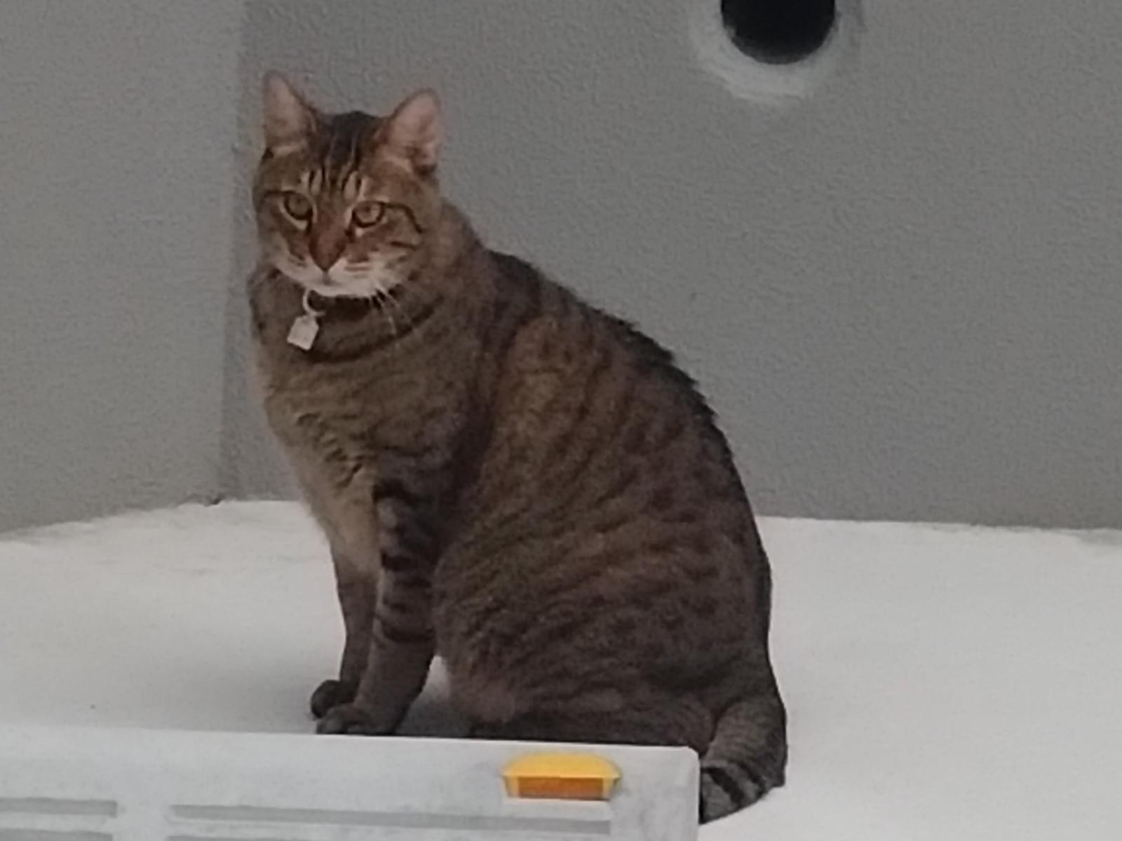 目撃された猫
