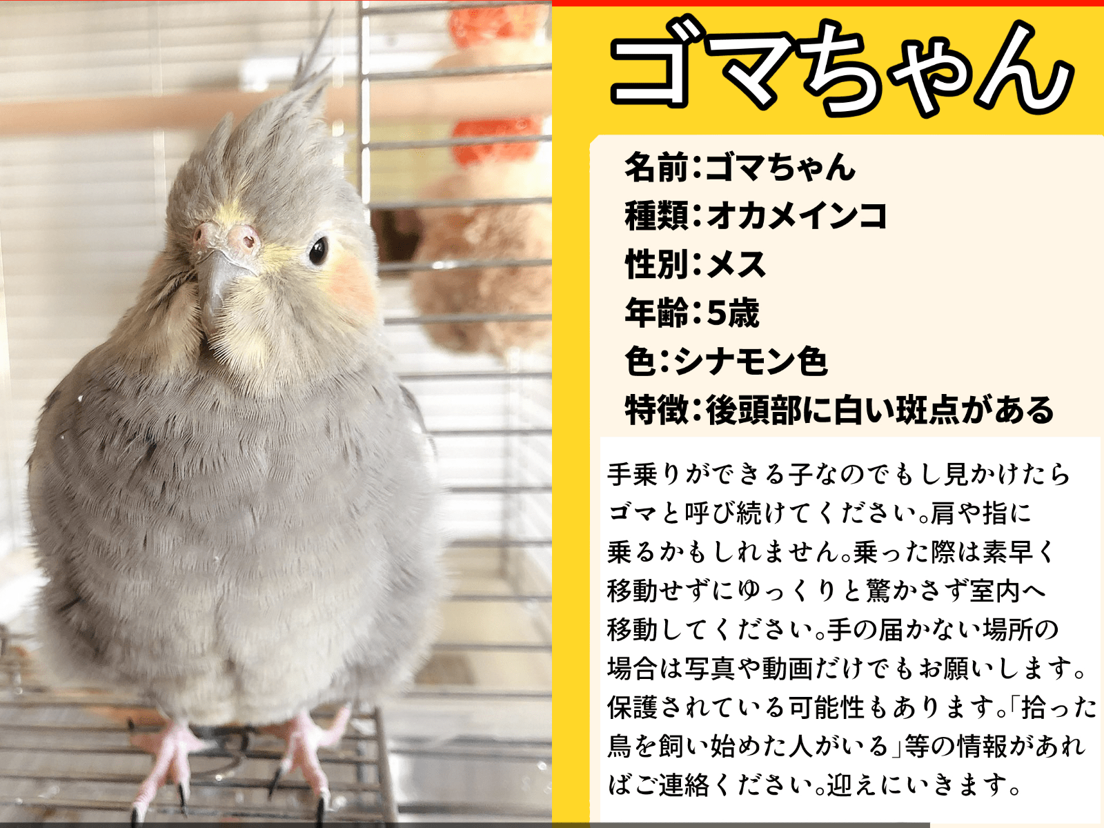 ゴマちゃん ゴマちゃん
