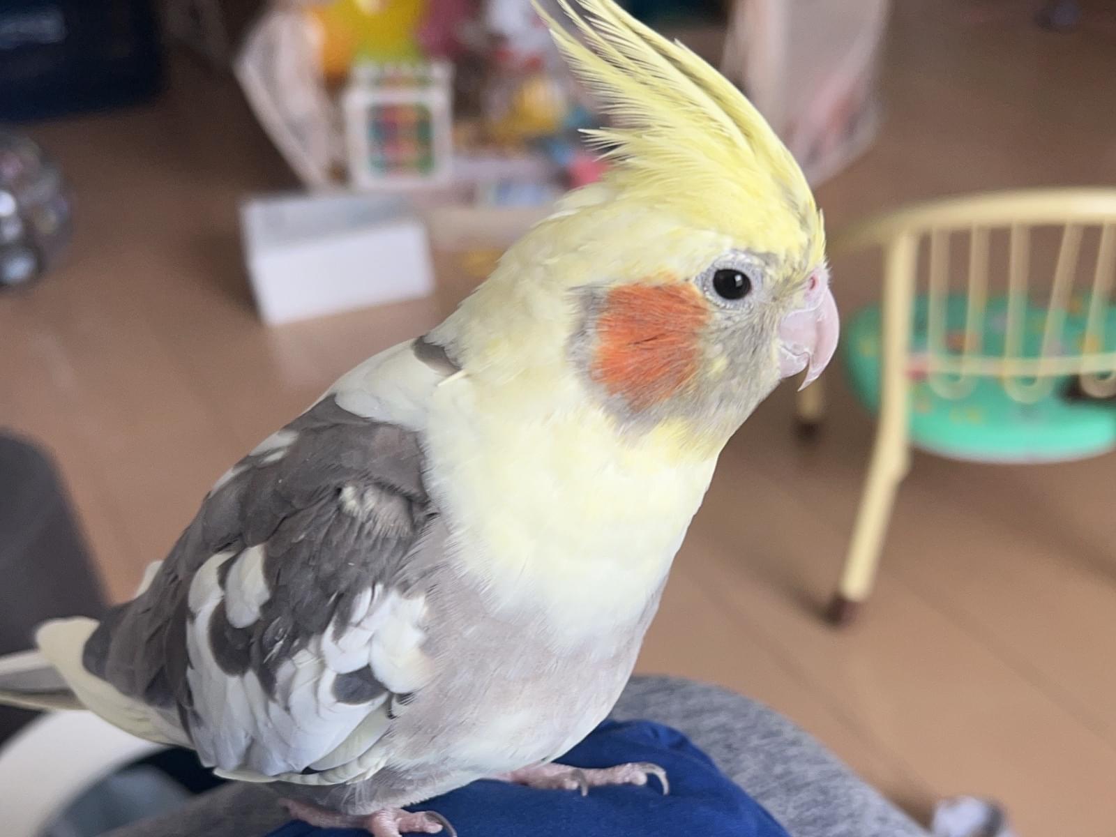ウルちゃん ウルちゃん