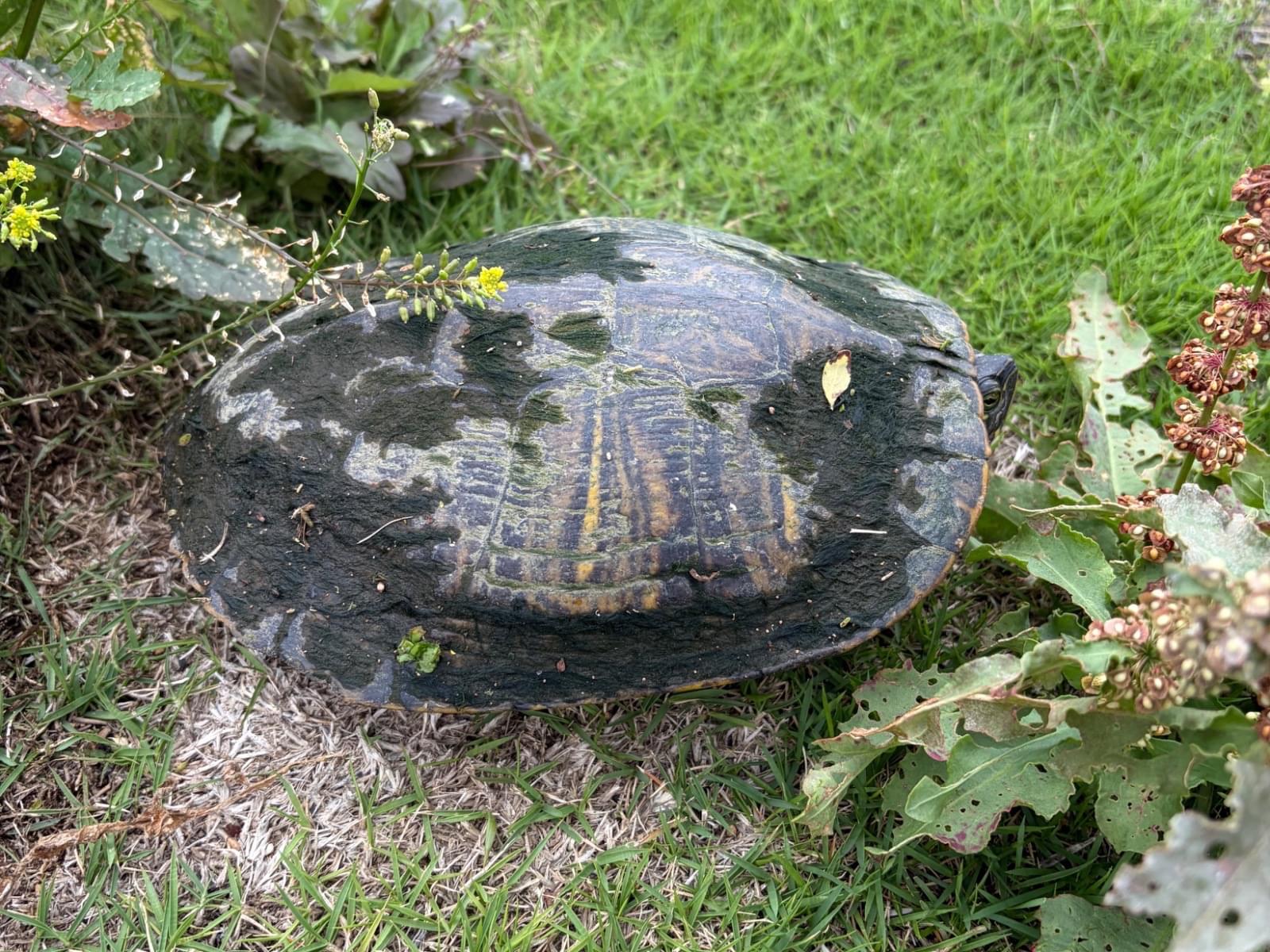 目撃されたペット