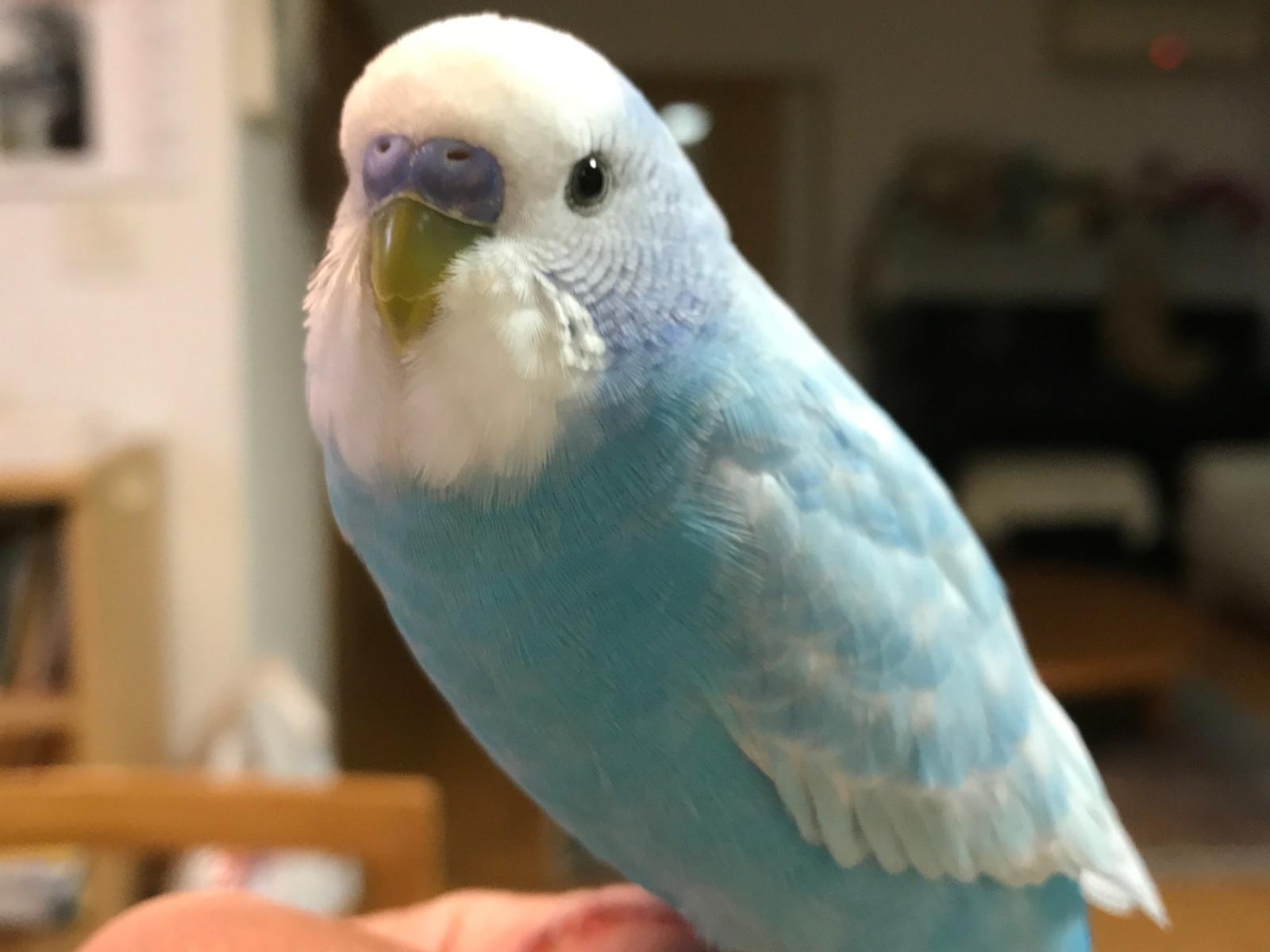 ヒューイくんちゃん ヒューイくんちゃん