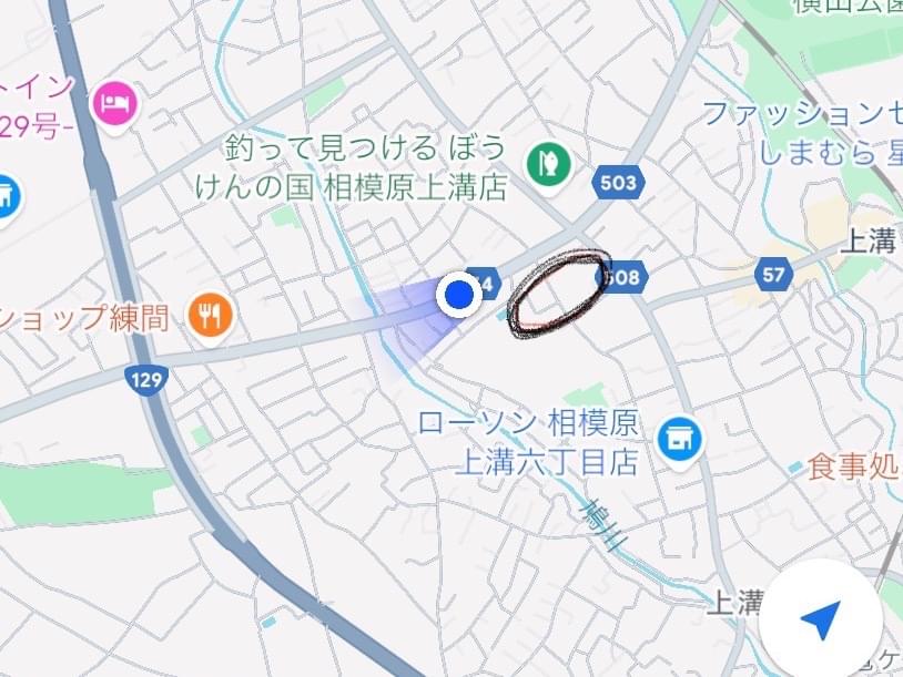 目撃された猫 目撃された猫