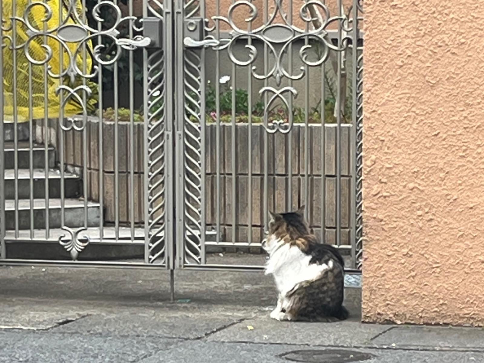 目撃された猫 目撃された猫