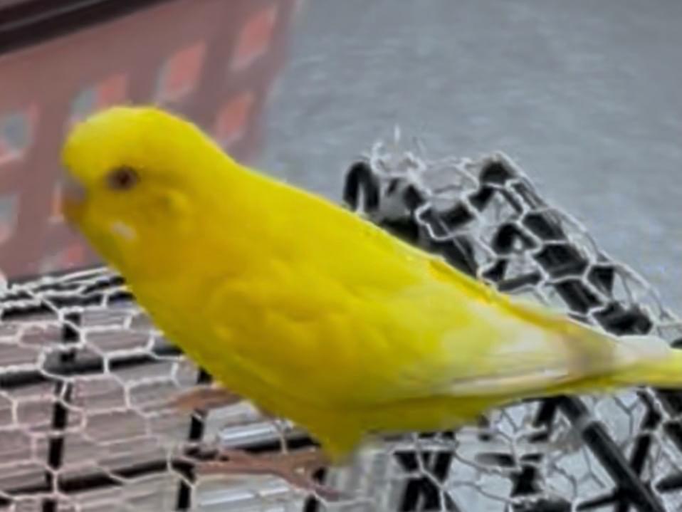 ちゃおちゃん