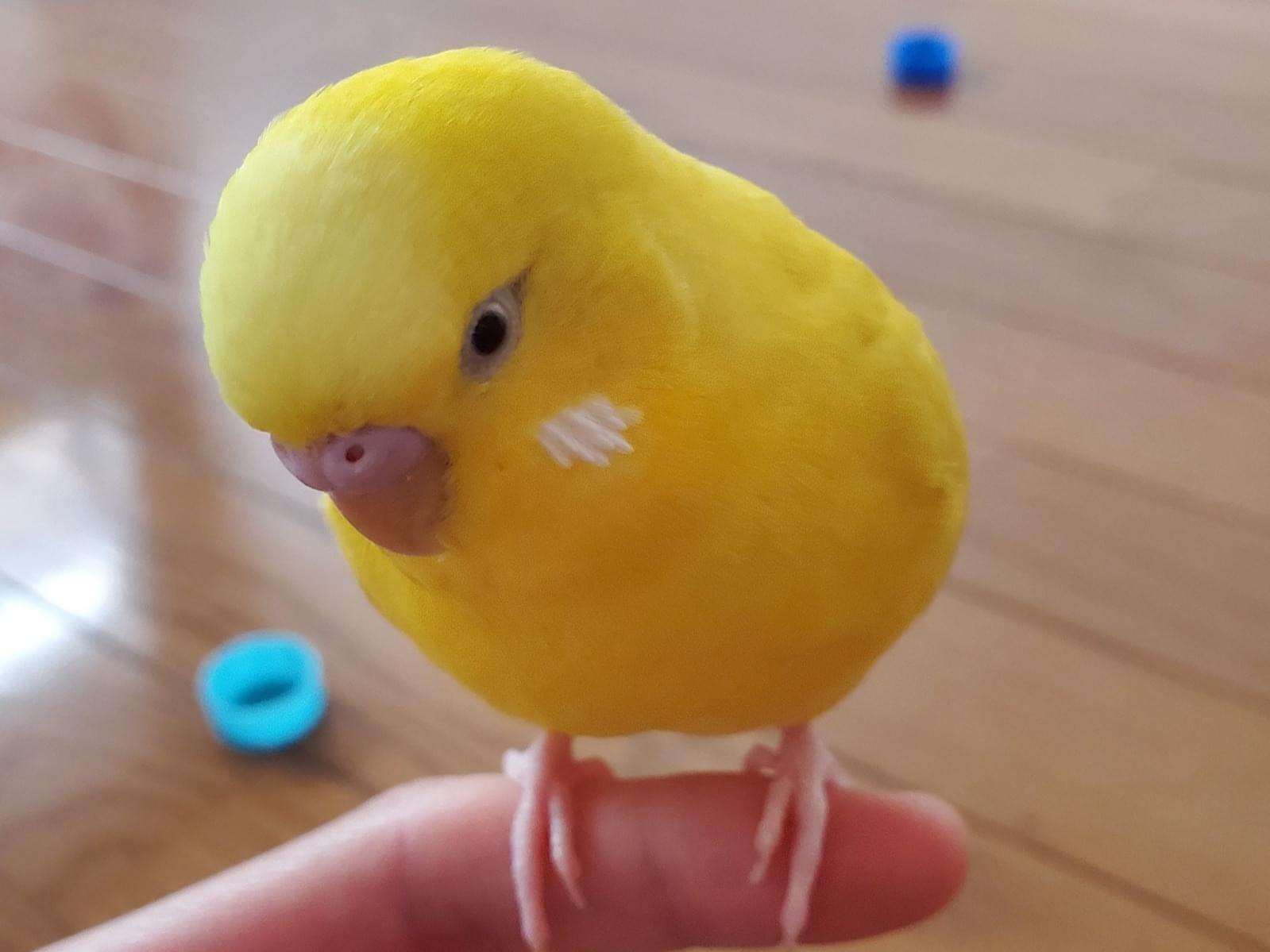 ピッピちゃん ピッピちゃん
