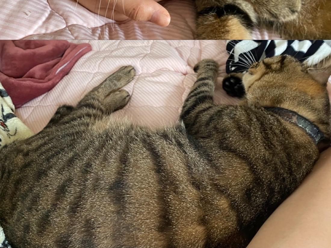 トトちゃん トトちゃん