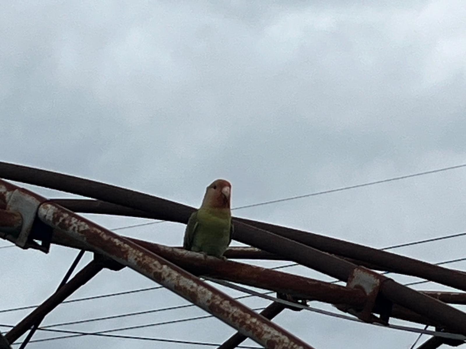 目撃された鳥