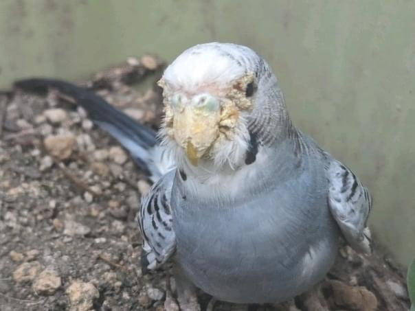 保護された鳥 保護された鳥