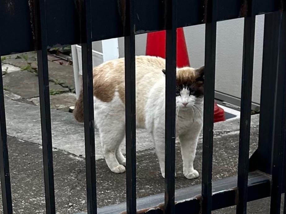 目撃された猫 目撃された猫