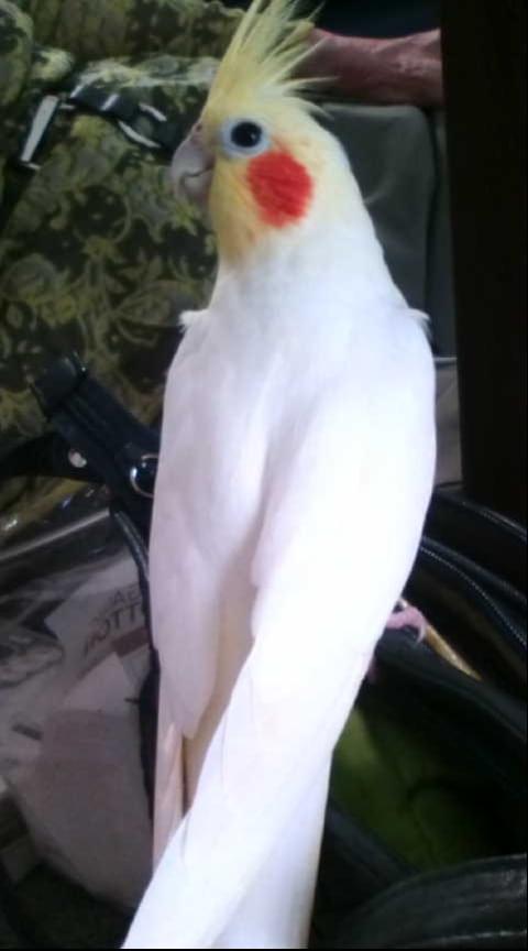 オカメインコ(ルチノー)オスを探しています。