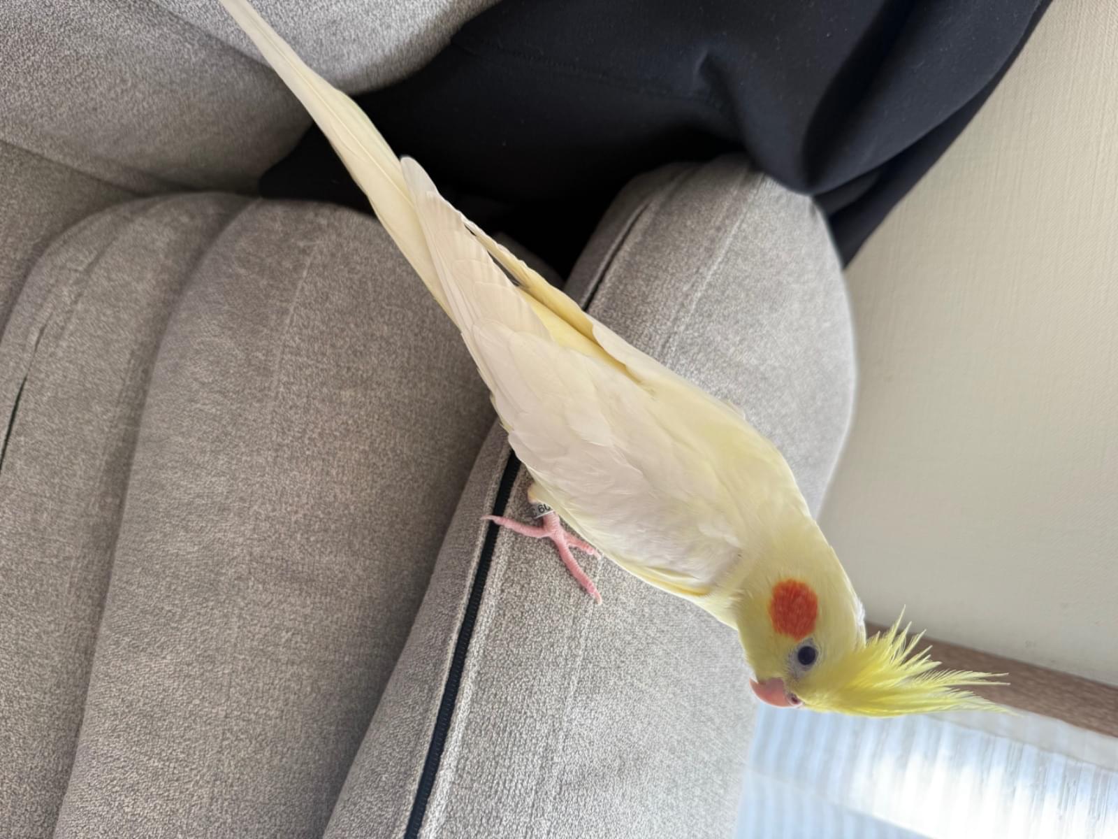 キックちゃん キックちゃん