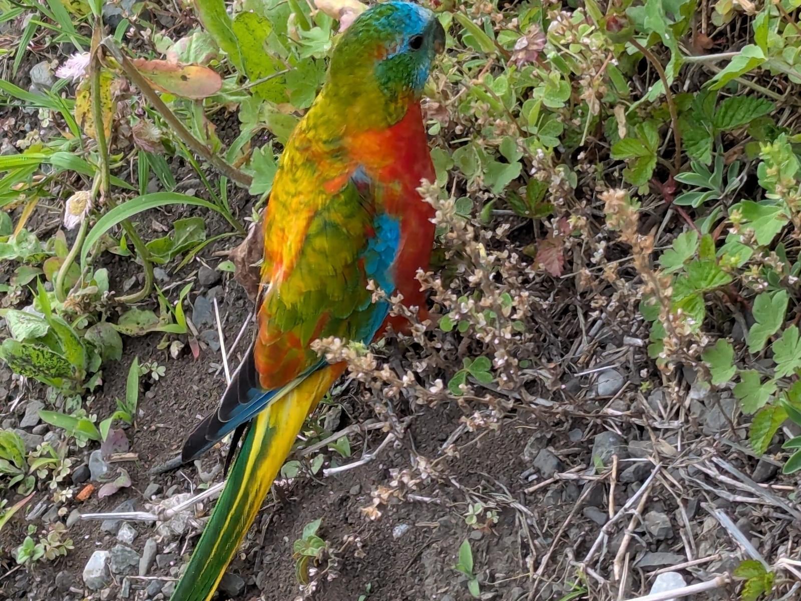 目撃された鳥 目撃された鳥