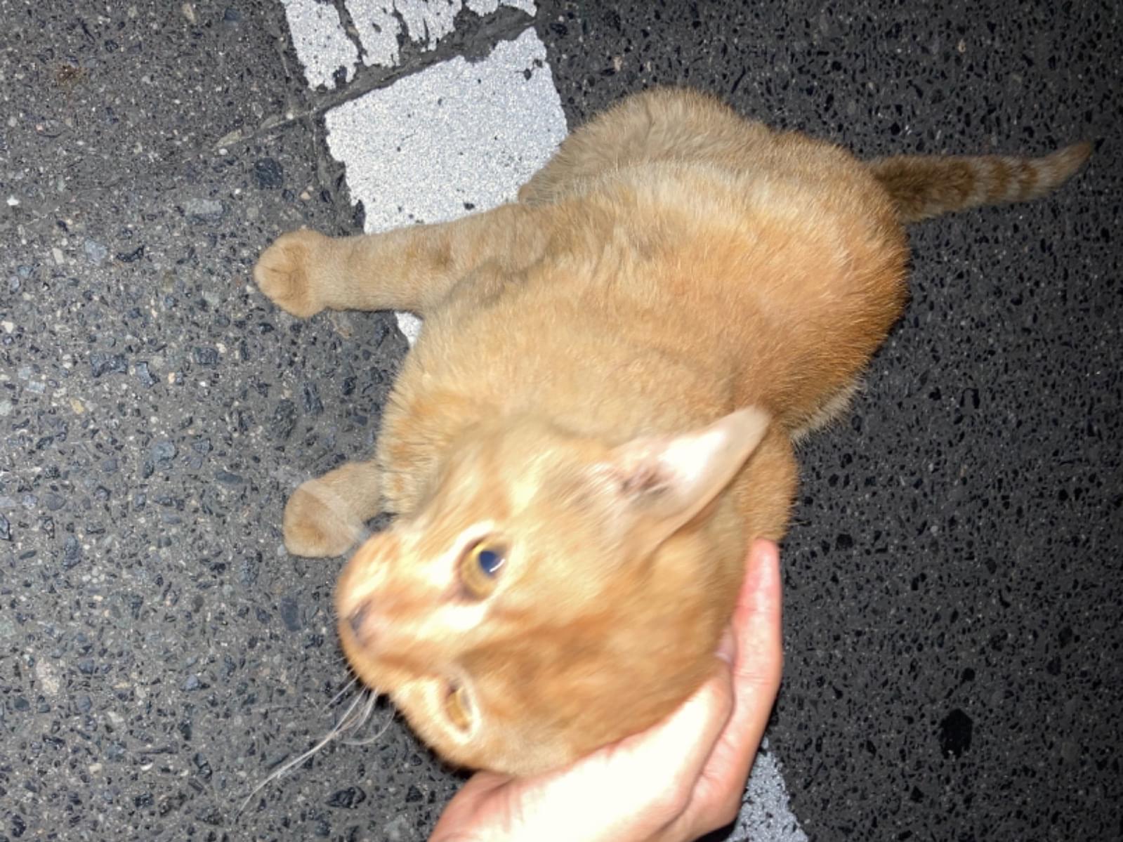 目撃された猫 目撃された猫