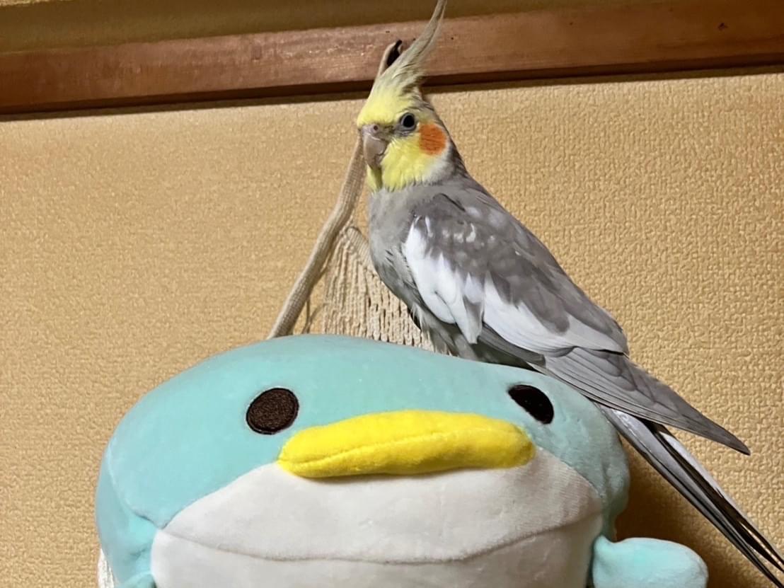 ねぎまちゃん ねぎまちゃん