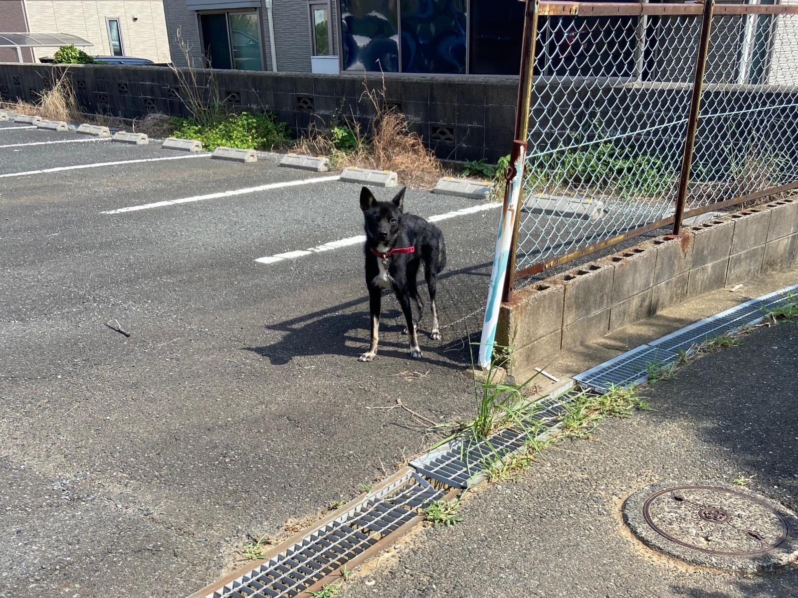 目撃された犬 目撃された犬