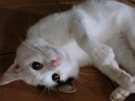 シロちゃん シロちゃん
