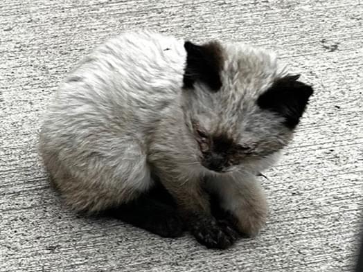 目撃された猫