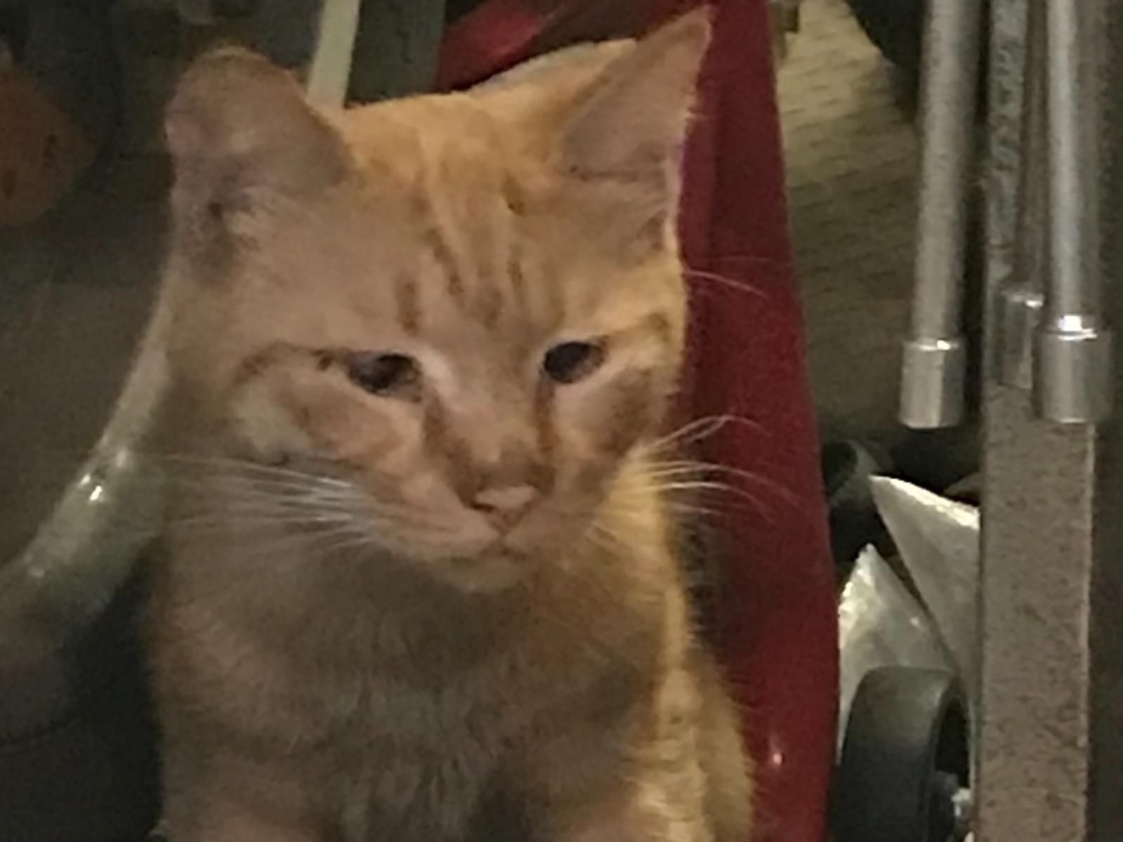 目撃された猫 目撃された猫