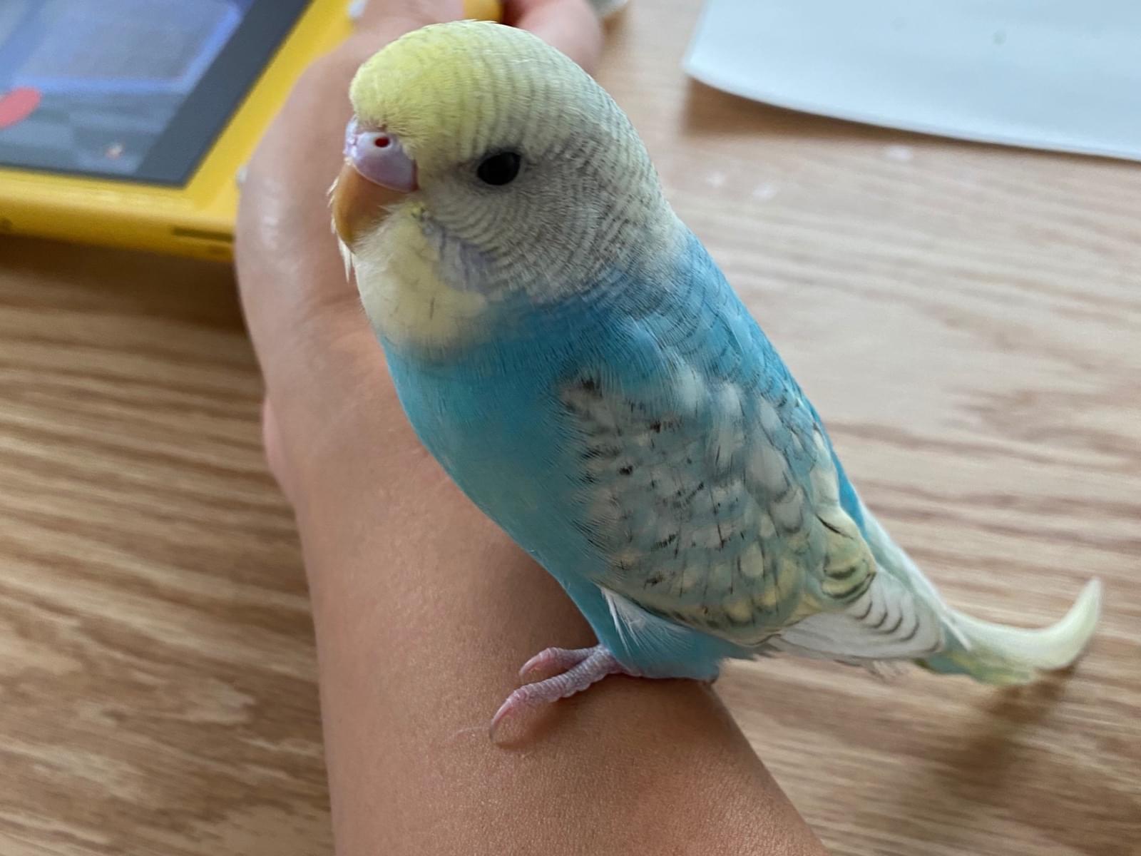 ぴーちゃん ぴーちゃん