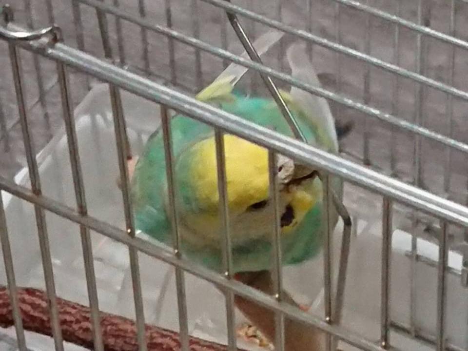 そらちゃん そらちゃん