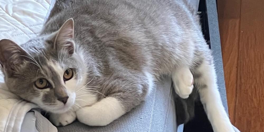 香南市で灰色の猫が迷子です