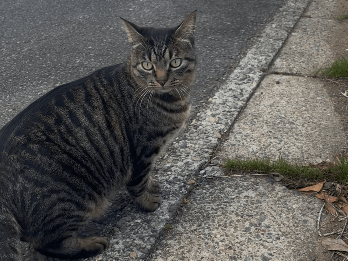目撃された猫