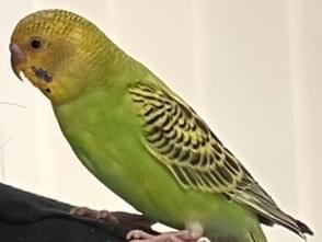 保護された鳥