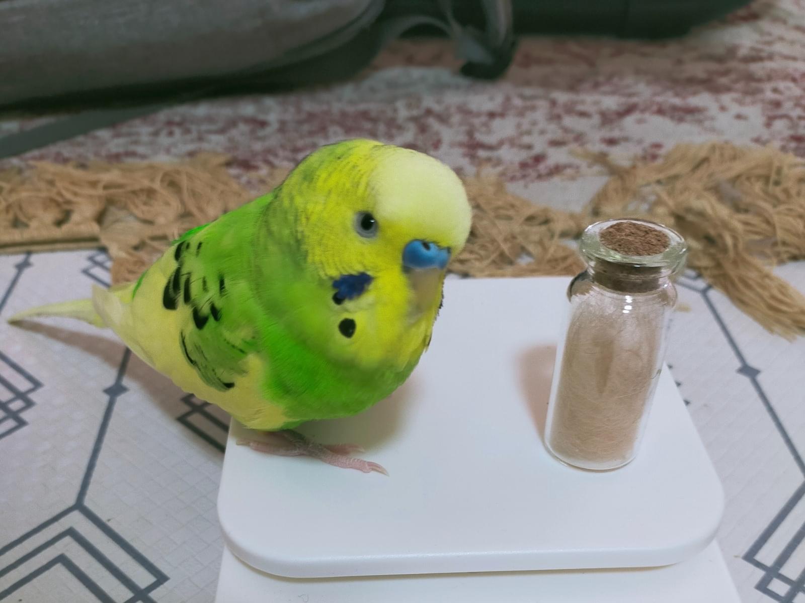 ピイロちゃん ピイロちゃん