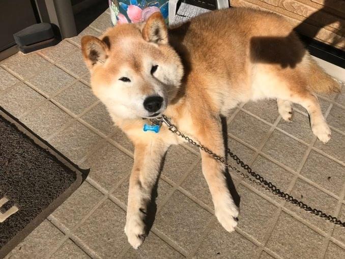 ポチちゃん ポチちゃん