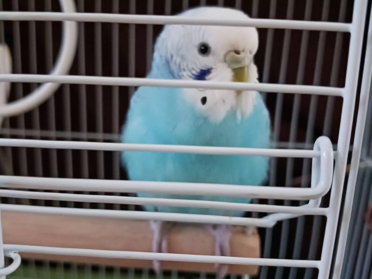 保護された鳥 保護された鳥