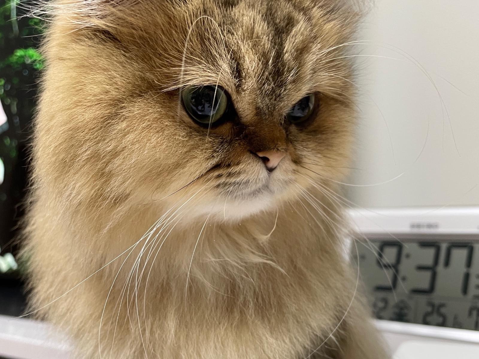 むぎちゃん むぎちゃん