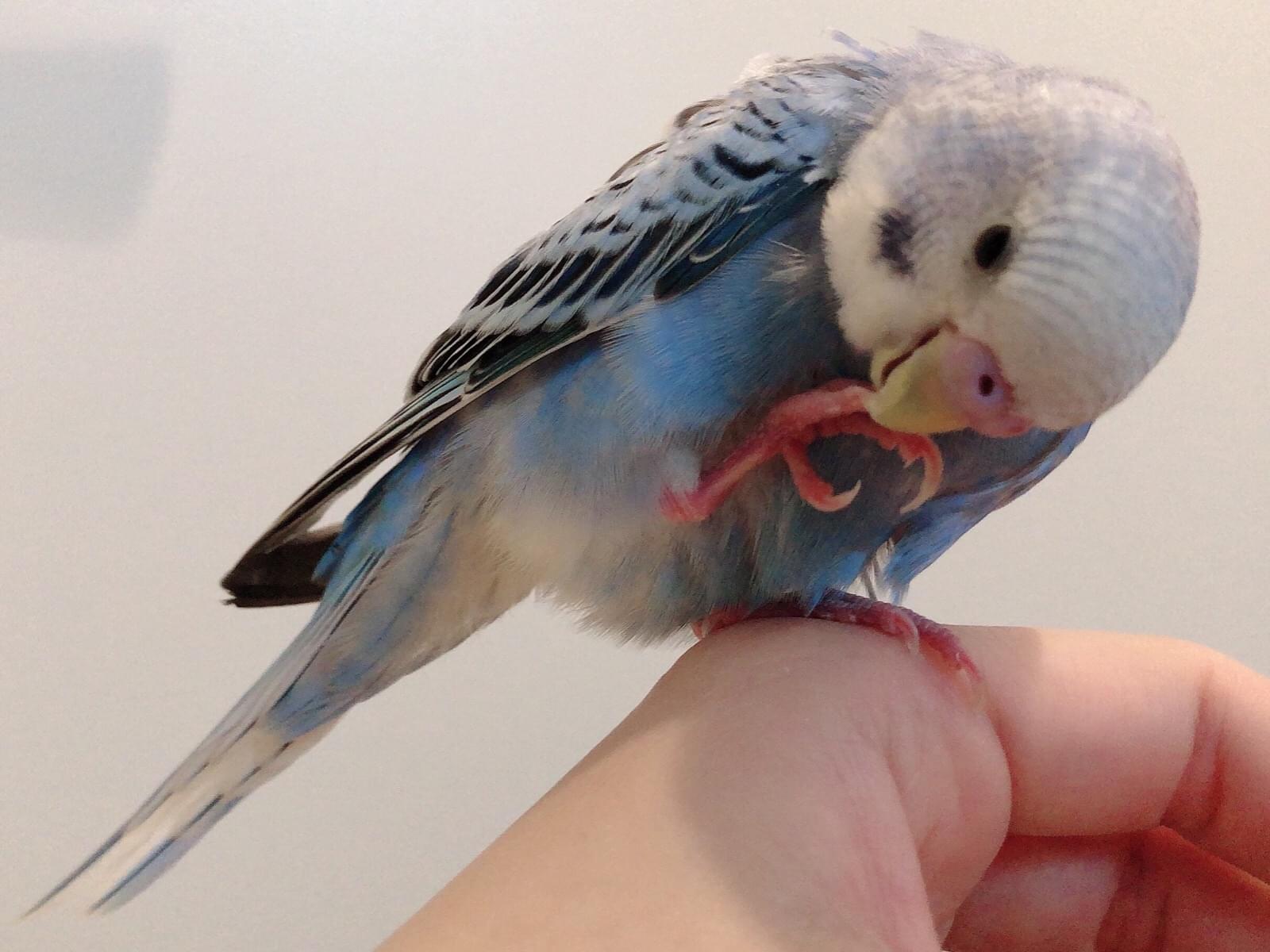 保護された鳥 保護された鳥