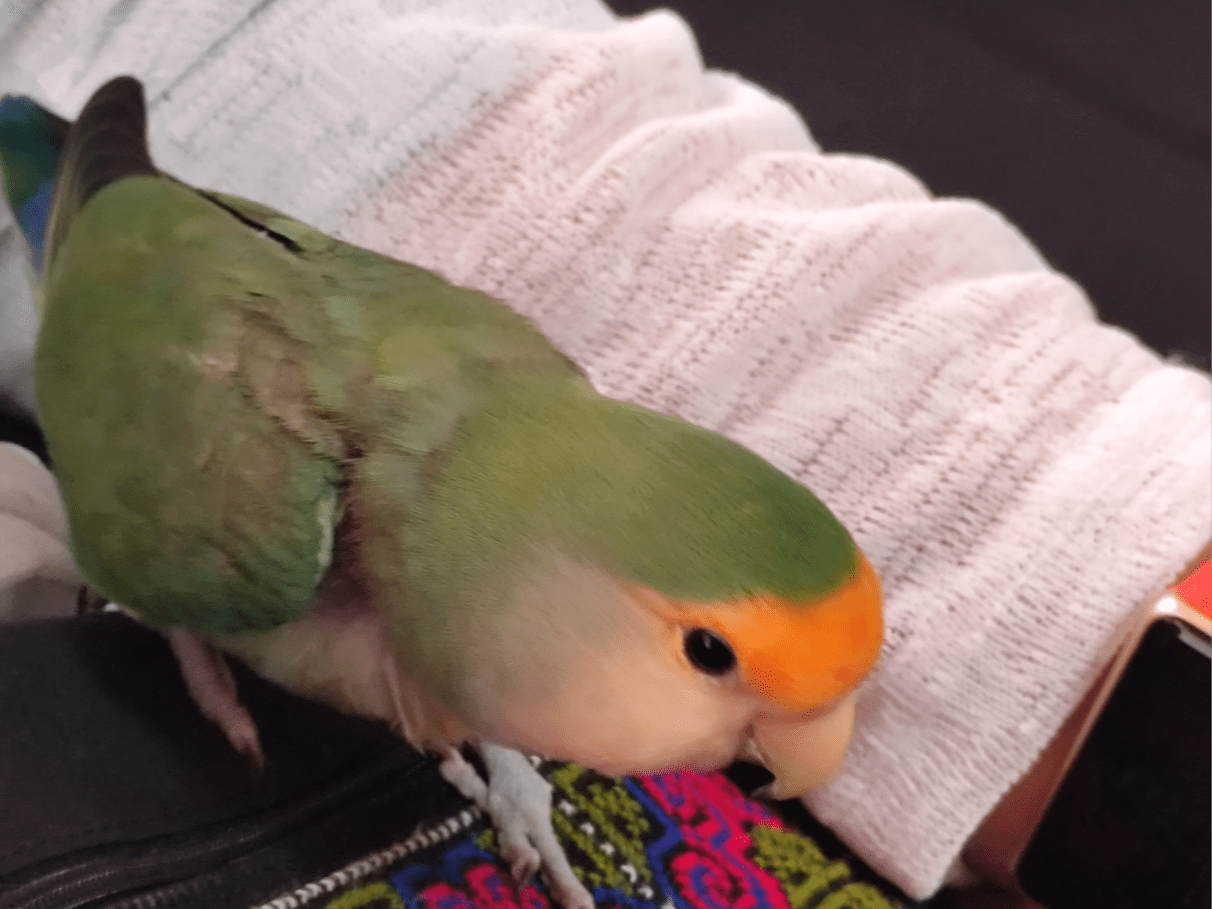 クリフちゃん クリフちゃん