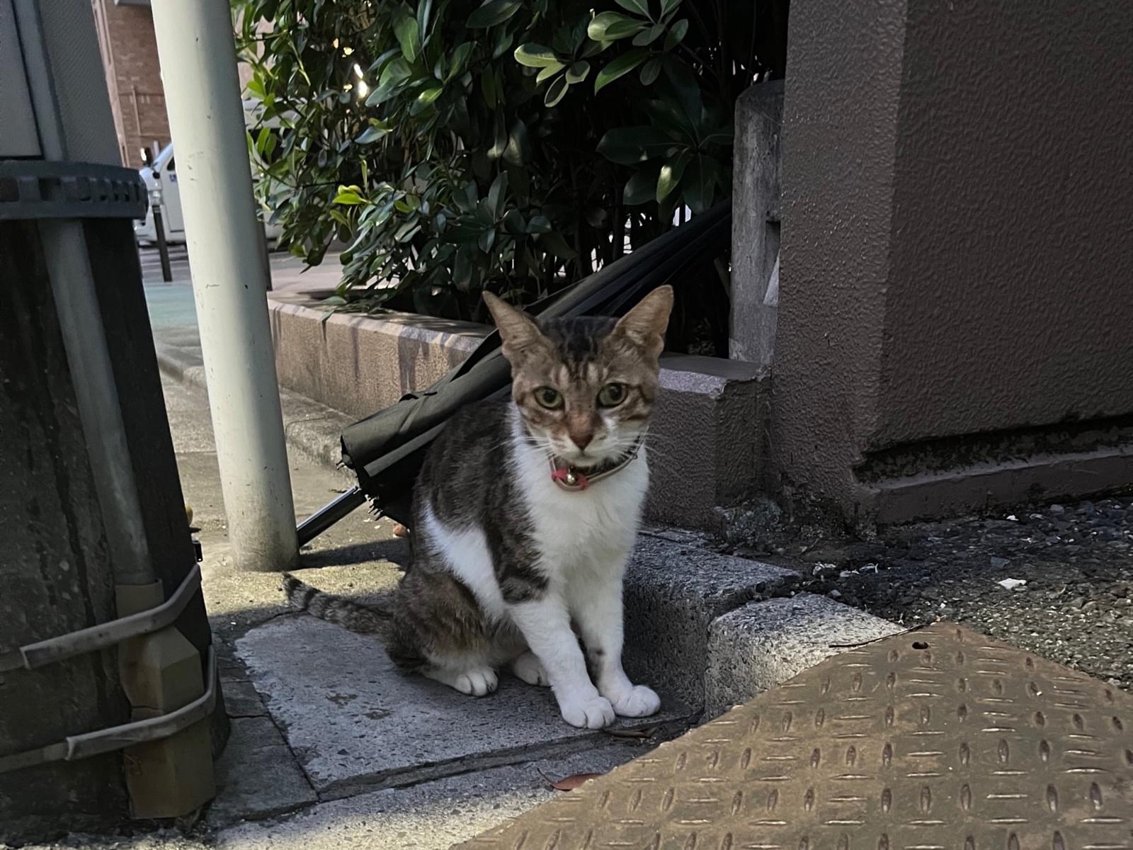 目撃された猫 目撃された猫