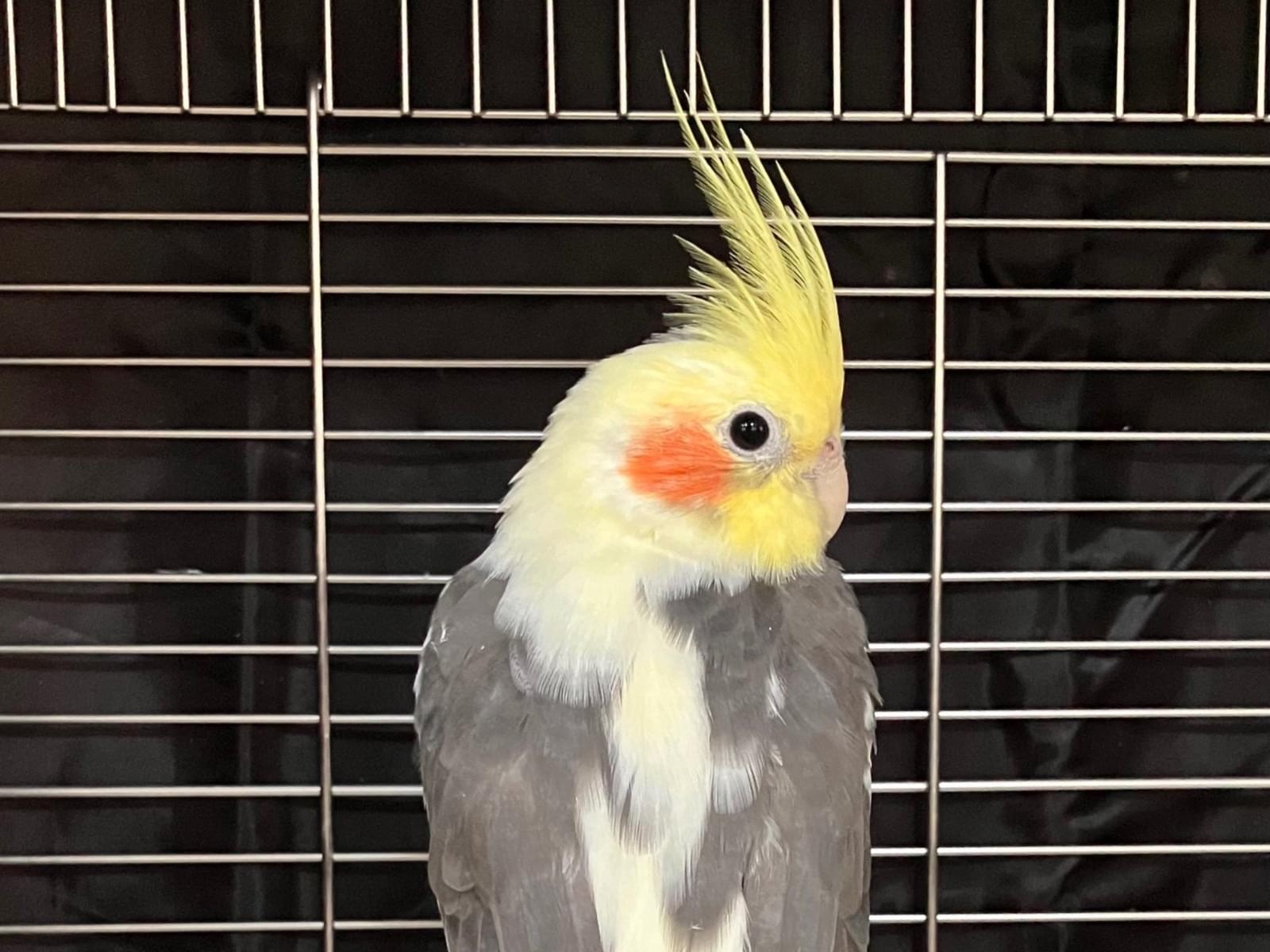 アポロンちゃん