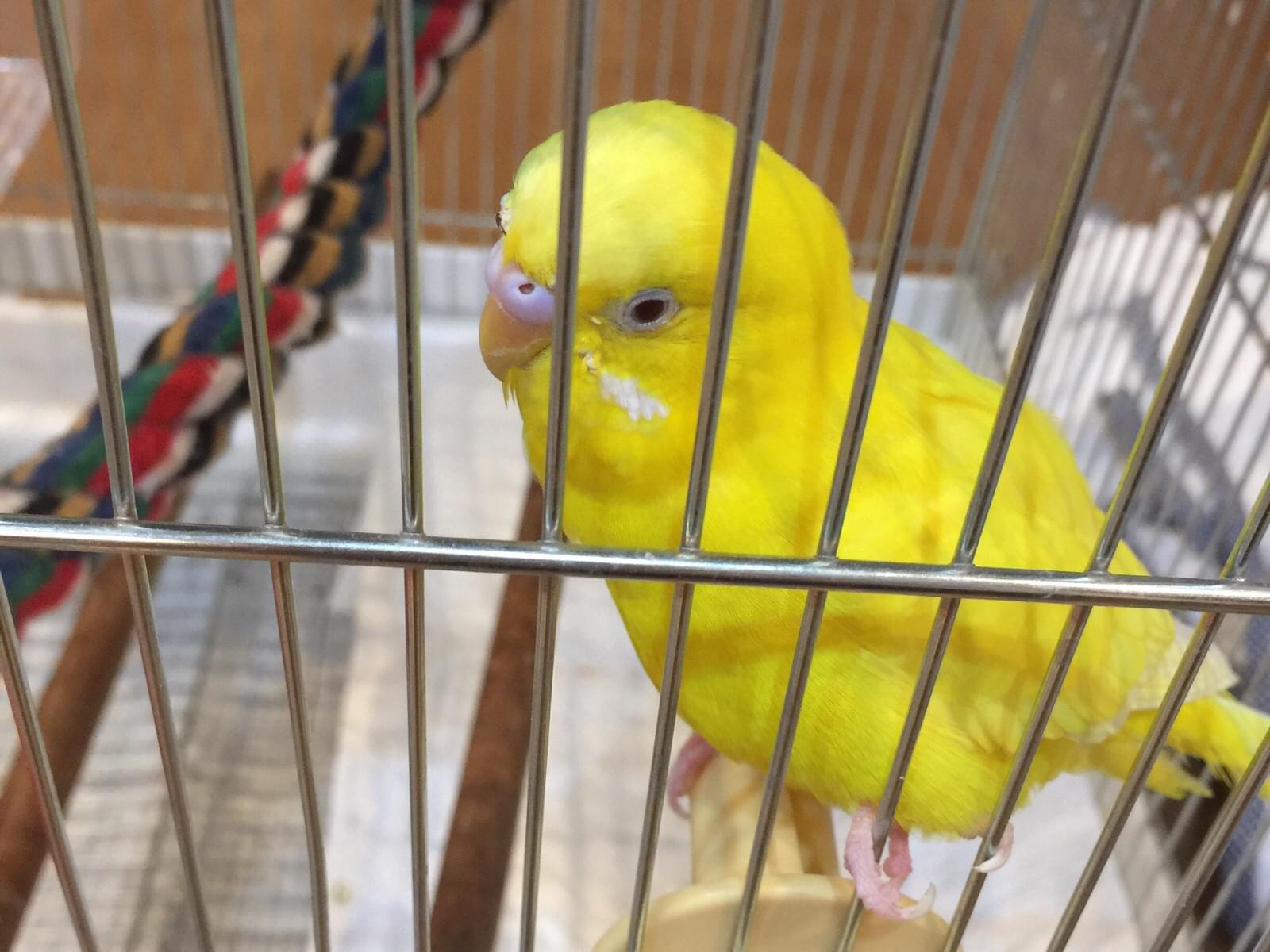 保護された鳥 保護された鳥