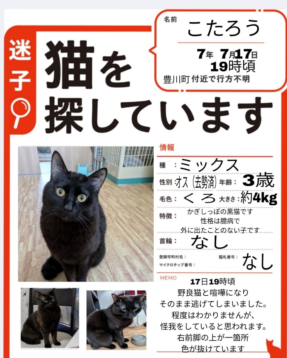 黒猫を探しています