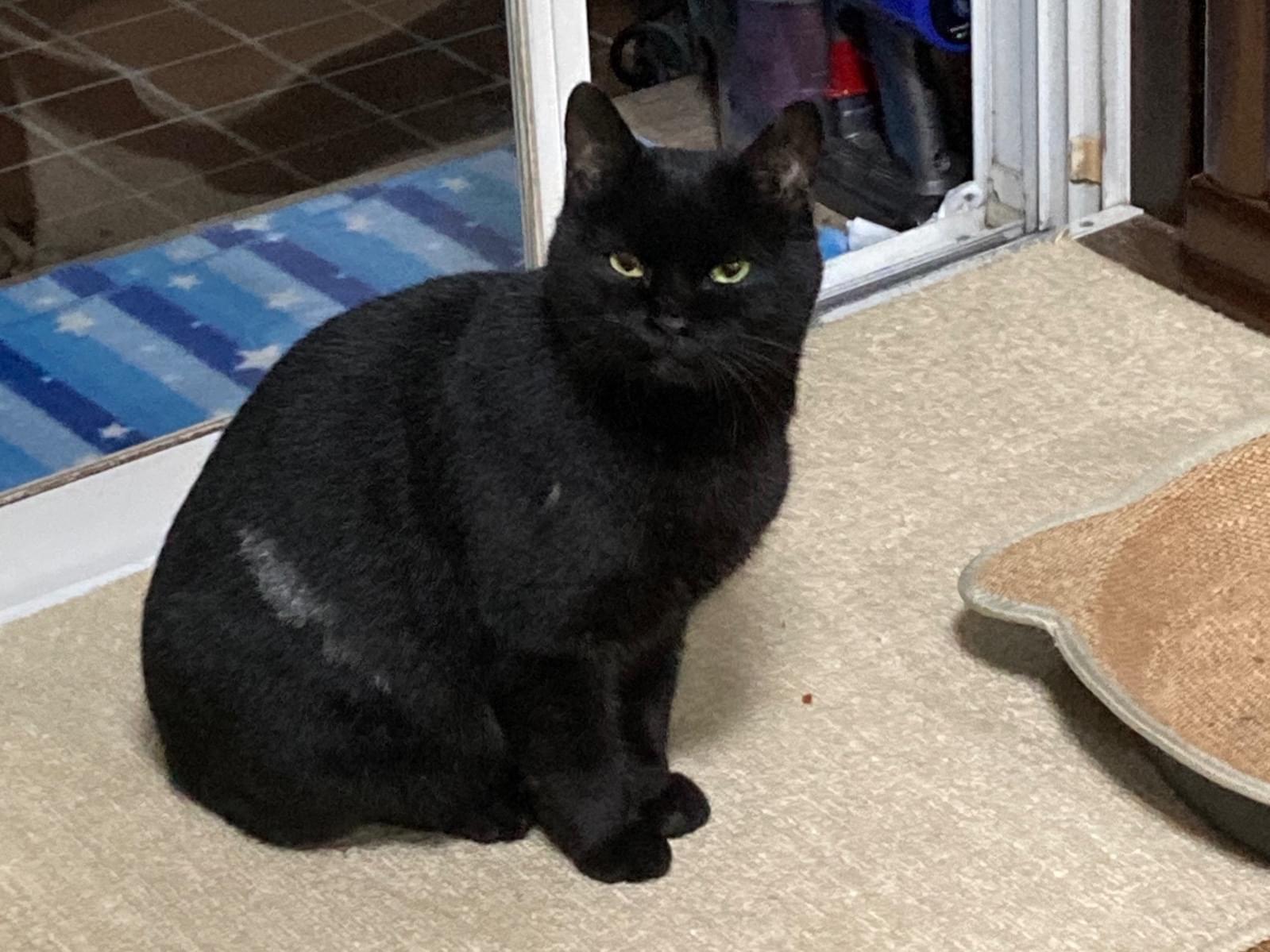 クロ クロママちゃん