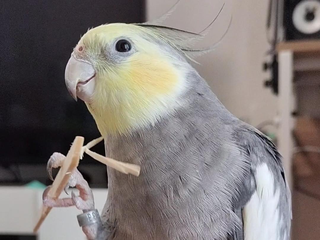 あずめちゃん あずめちゃん