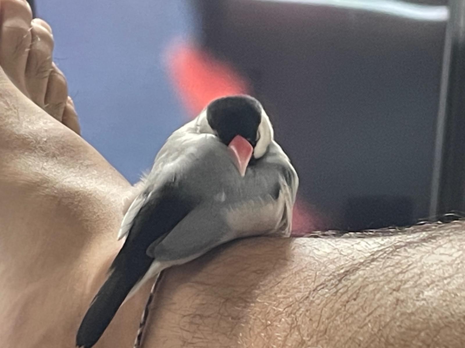 文鳥ちゃん 文鳥ちゃん