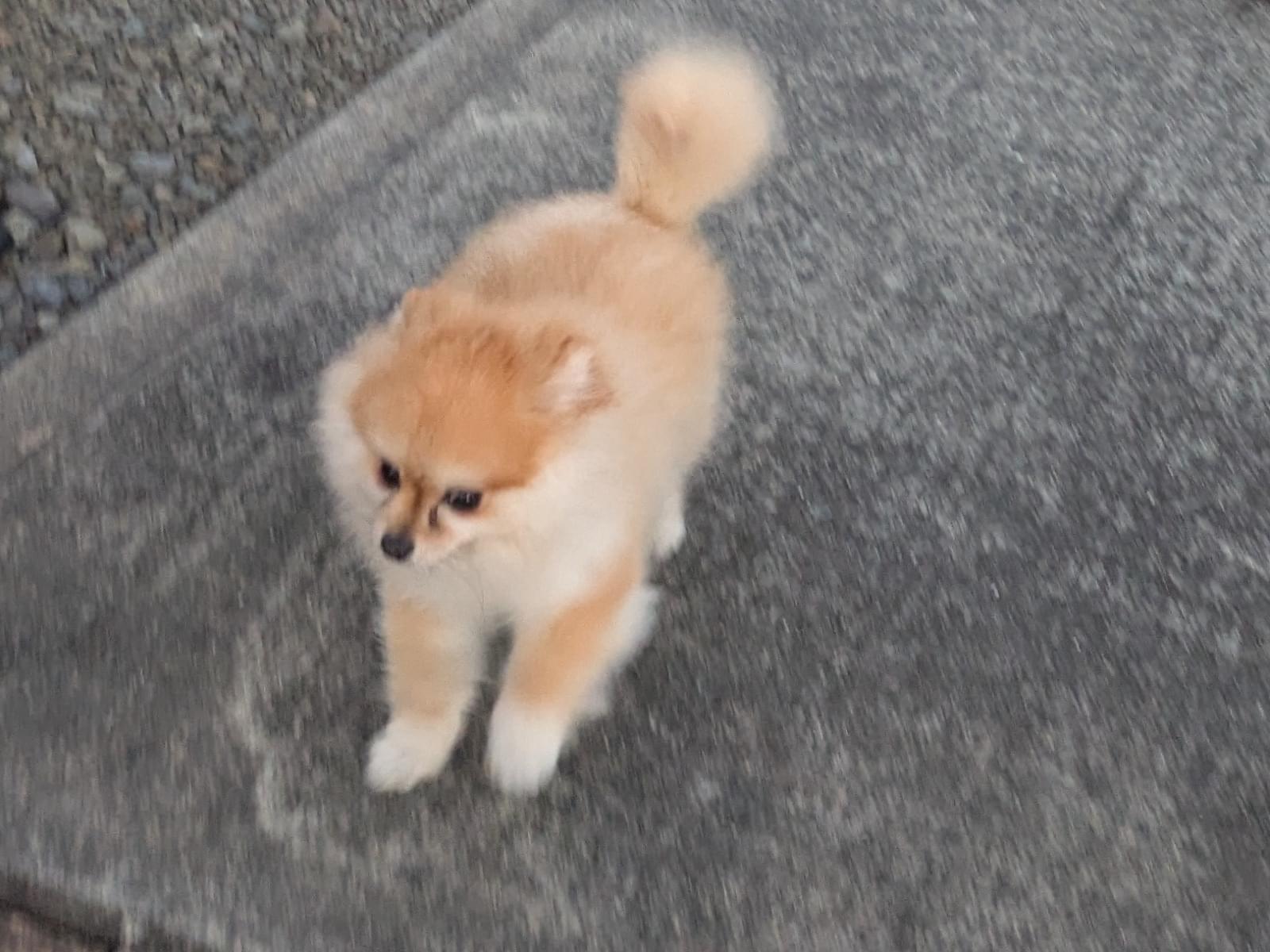 目撃された犬