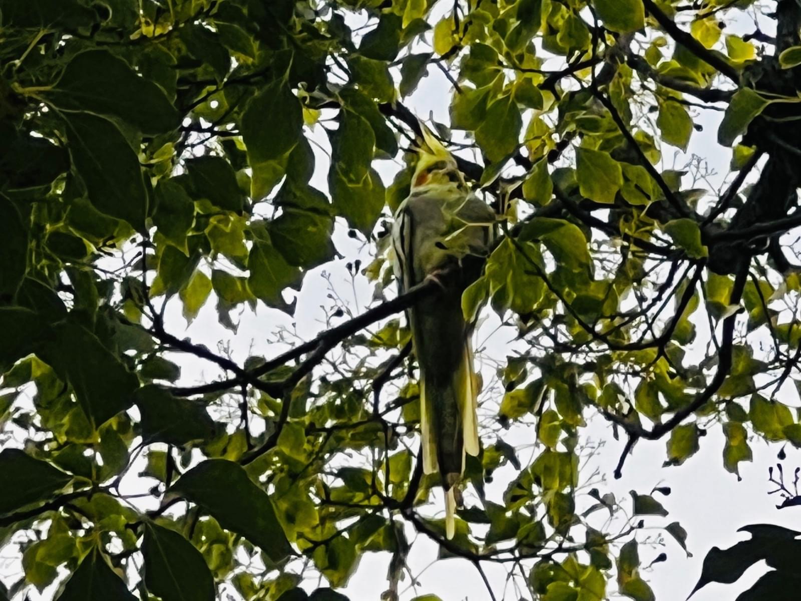 目撃された鳥 目撃された鳥