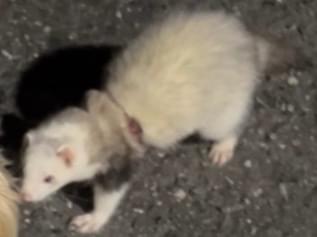 目撃されたペット 目撃されたペット