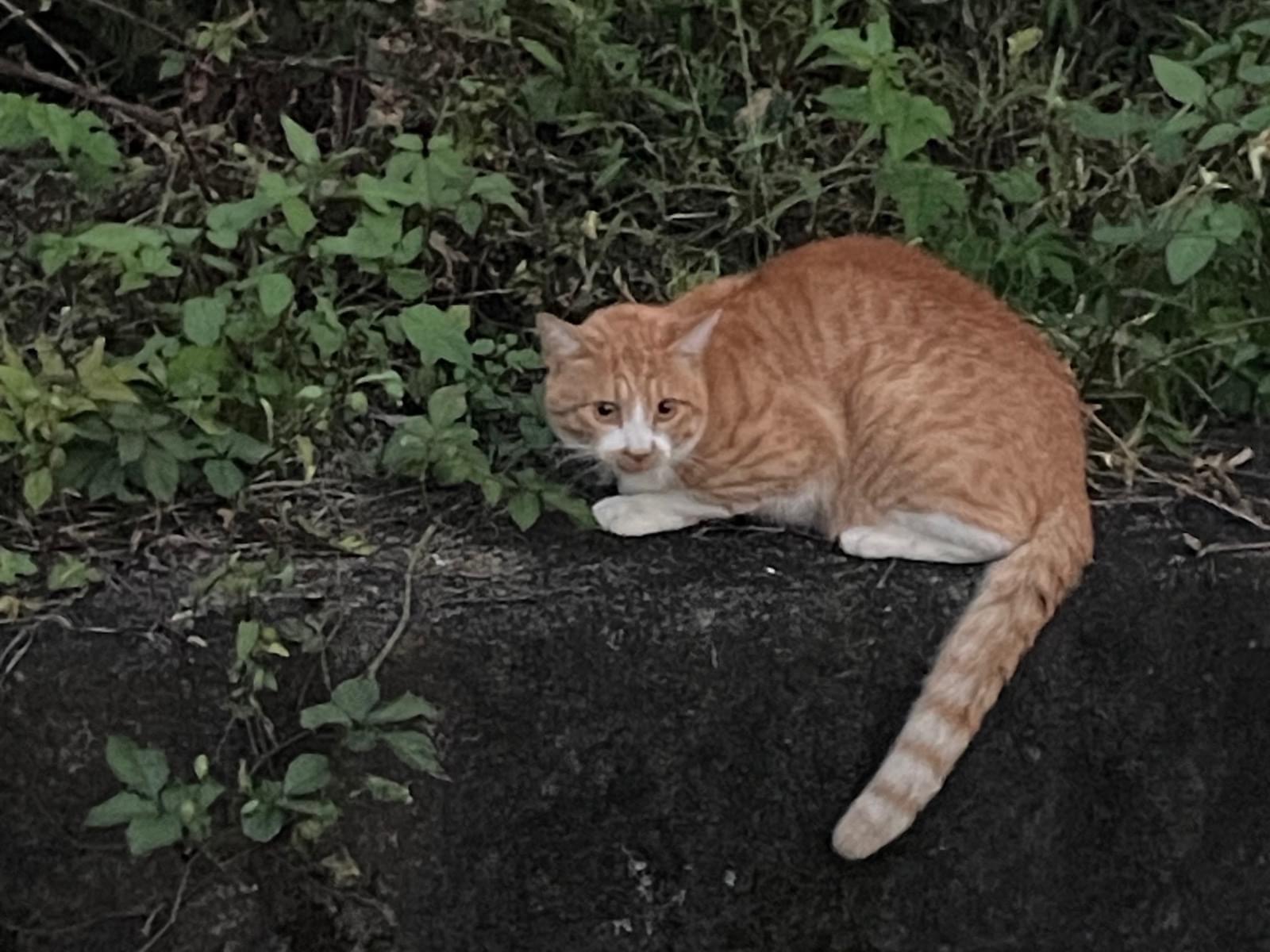 目撃された猫 目撃された猫