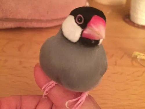 ノーマル文鳥手乗り探しています