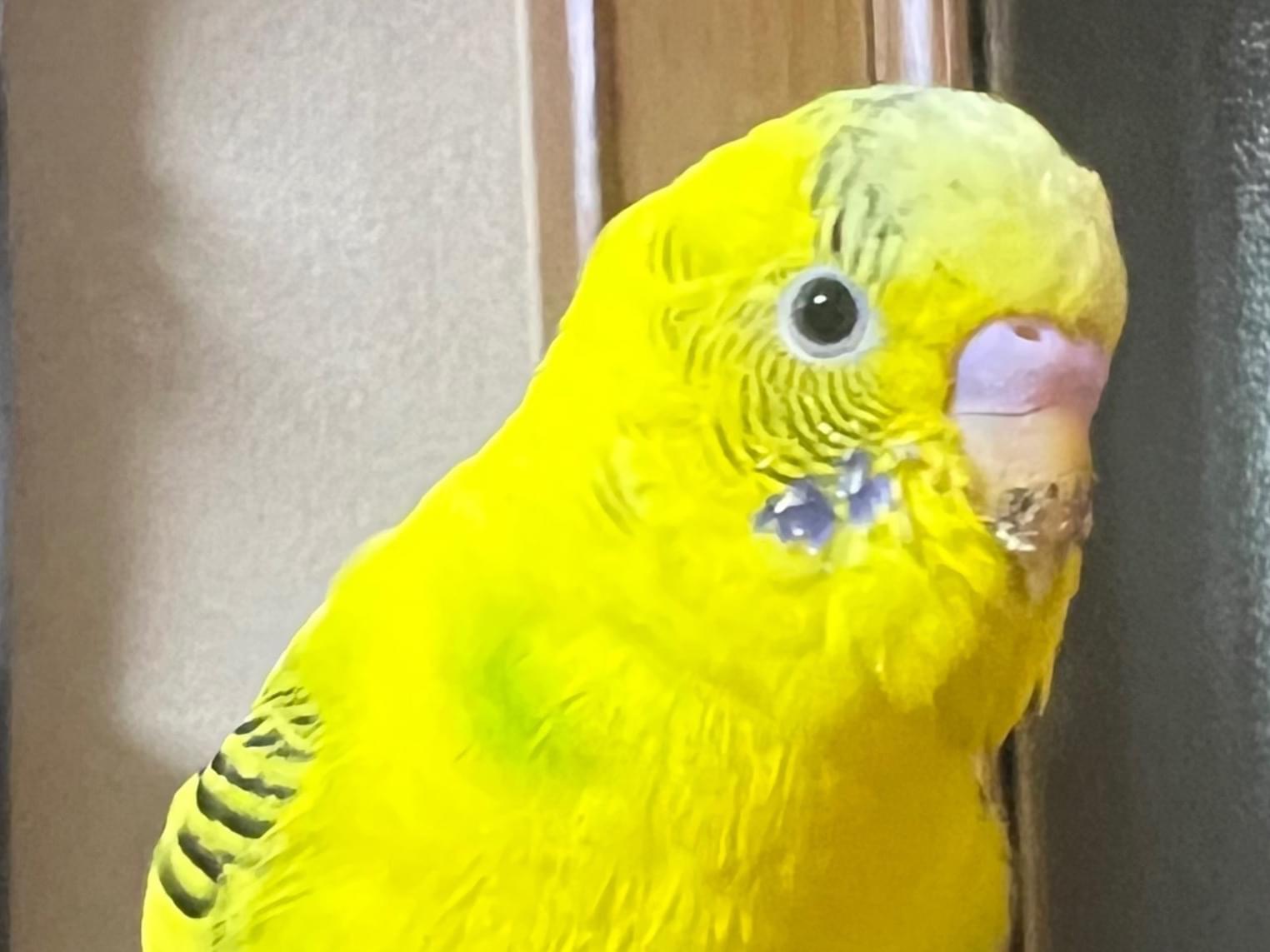 保護された鳥 保護された鳥