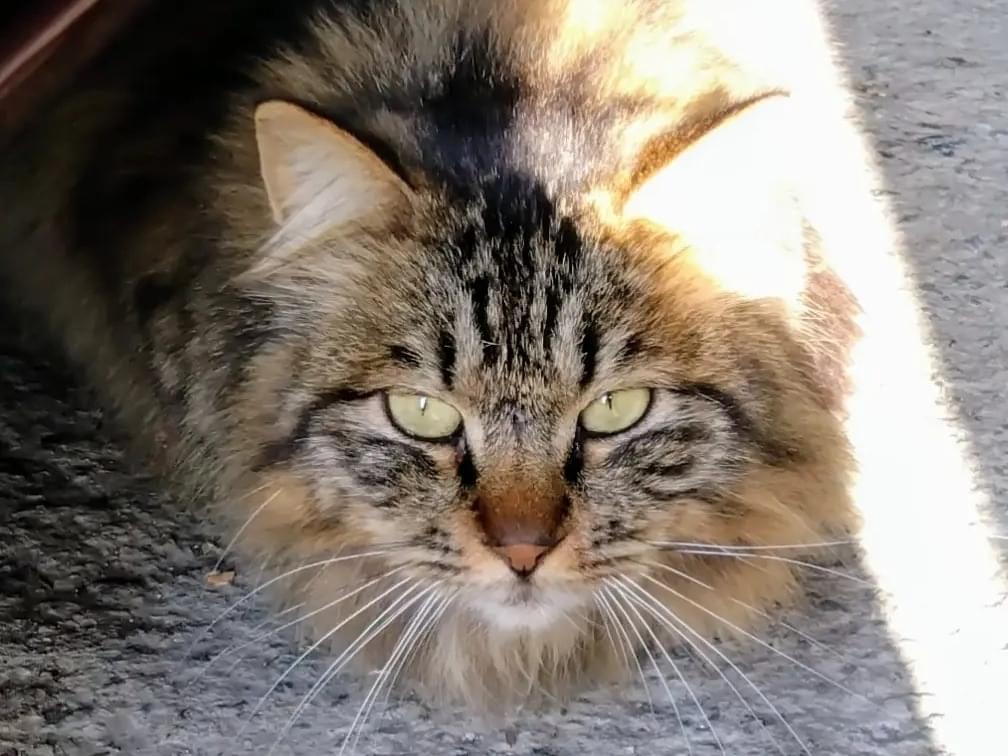 目撃された猫 目撃された猫