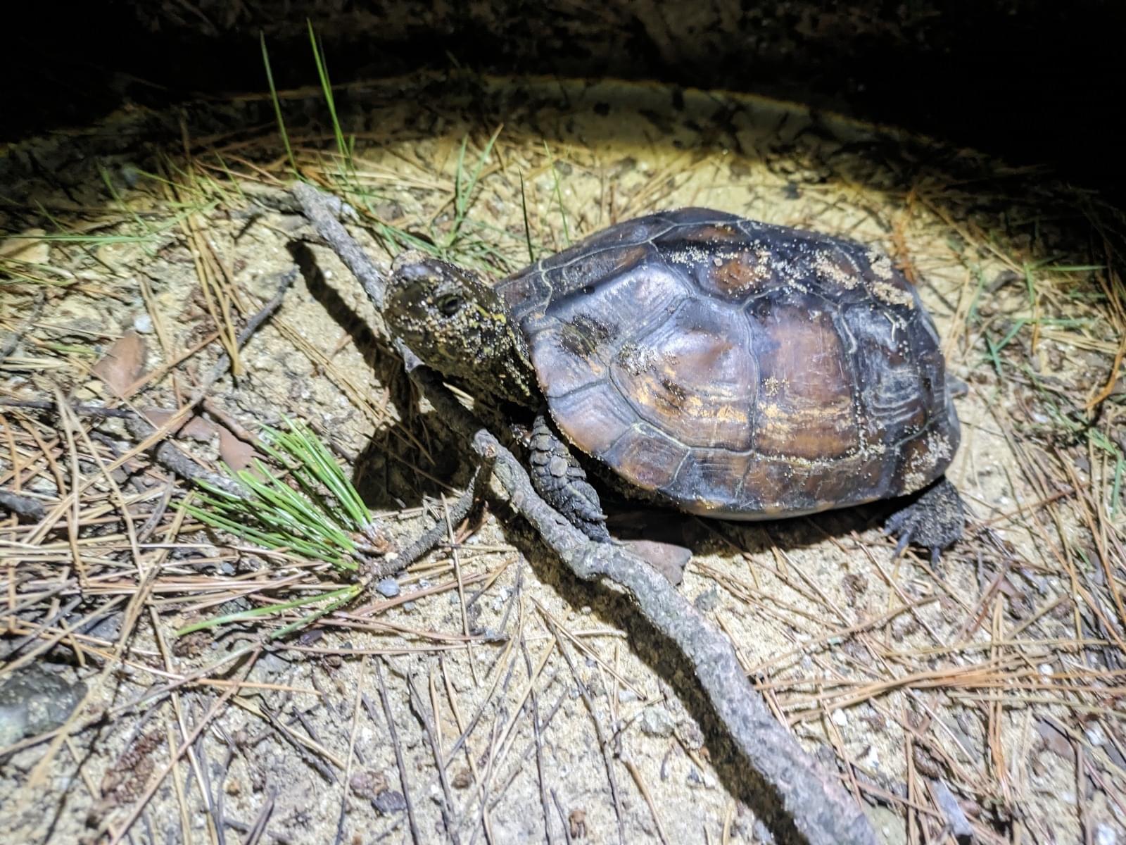 目撃されたペット 目撃されたペット
