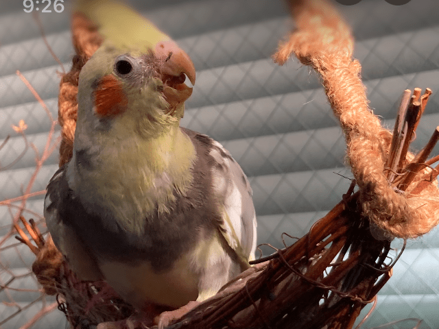 おかめちゃん おかめちゃん